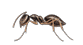 Odorus House Ant — East Bernard, TX — Scott's Pest Control