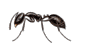 Little Black Ant — East Bernard, TX — Scott's Pest Control