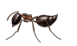 Acrobat Ant — East Bernard, TX — Scott's Pest Control