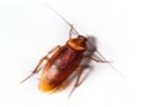 American Cockroach — East Bernard, TX — Scott's Pest Control