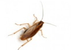 German Cockroach — East Bernard, TX — Scott's Pest Control