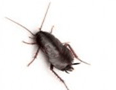 Oriental Cockroach — East Bernard, TX — Scott's Pest Control