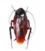 Smoky Brown Cockroach — East Bernard, TX — Scott's Pest Control