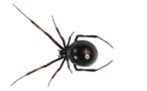 Black Widow Spider — East Bernard, TX — Scott's Pest Control