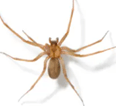 Brown Recluse Spider — East Bernard, TX — Scott's Pest Control