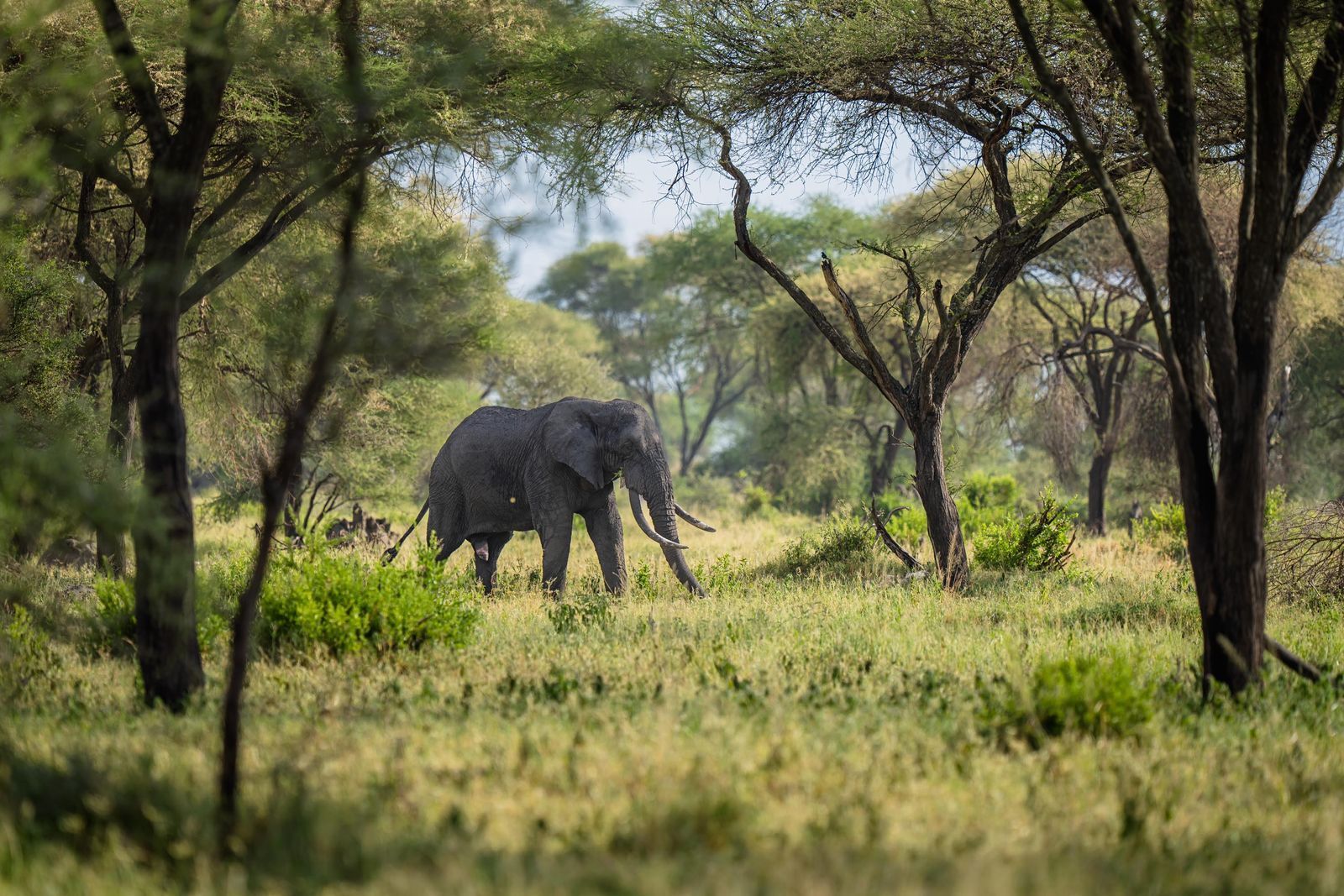 An elephant is walking through a grassy field surrounded by trees.
