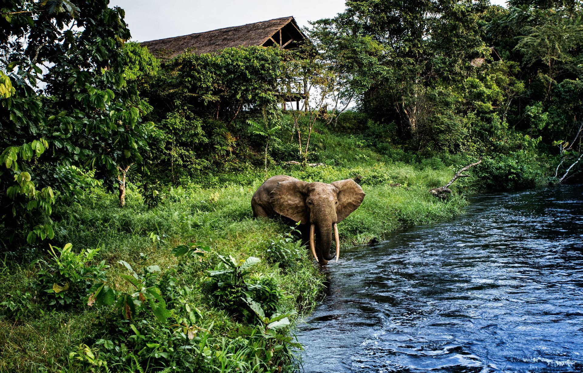 An elephant is standing on the shore of a river.