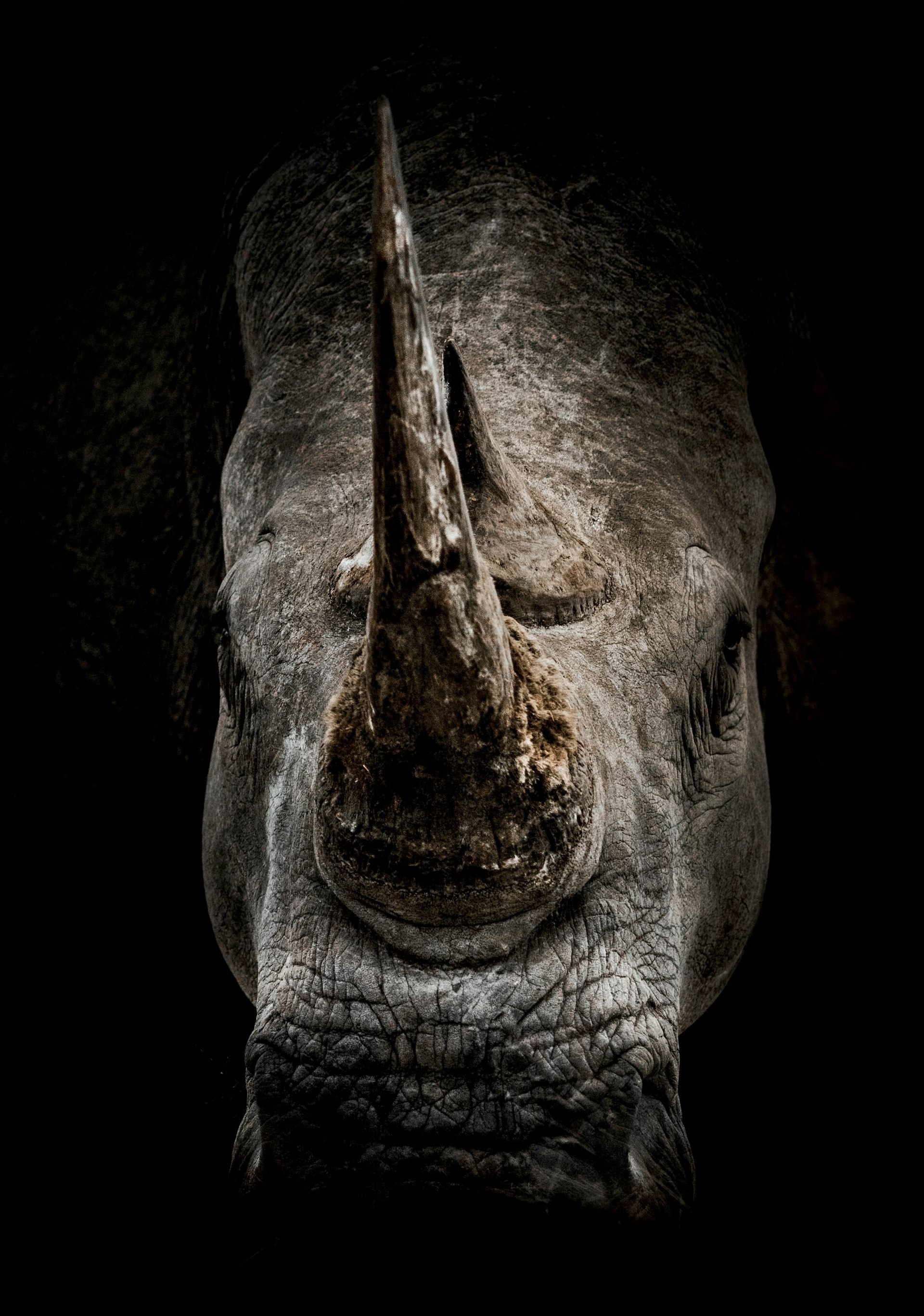A close up of a rhino 's face with a large horn on a black background.