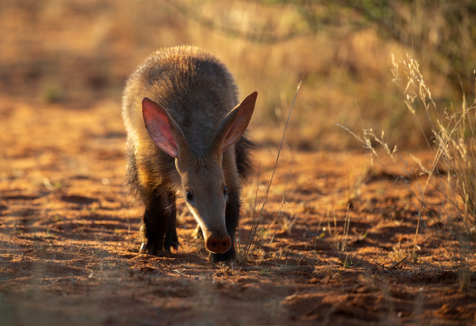 A small animal is walking on a dirt road.