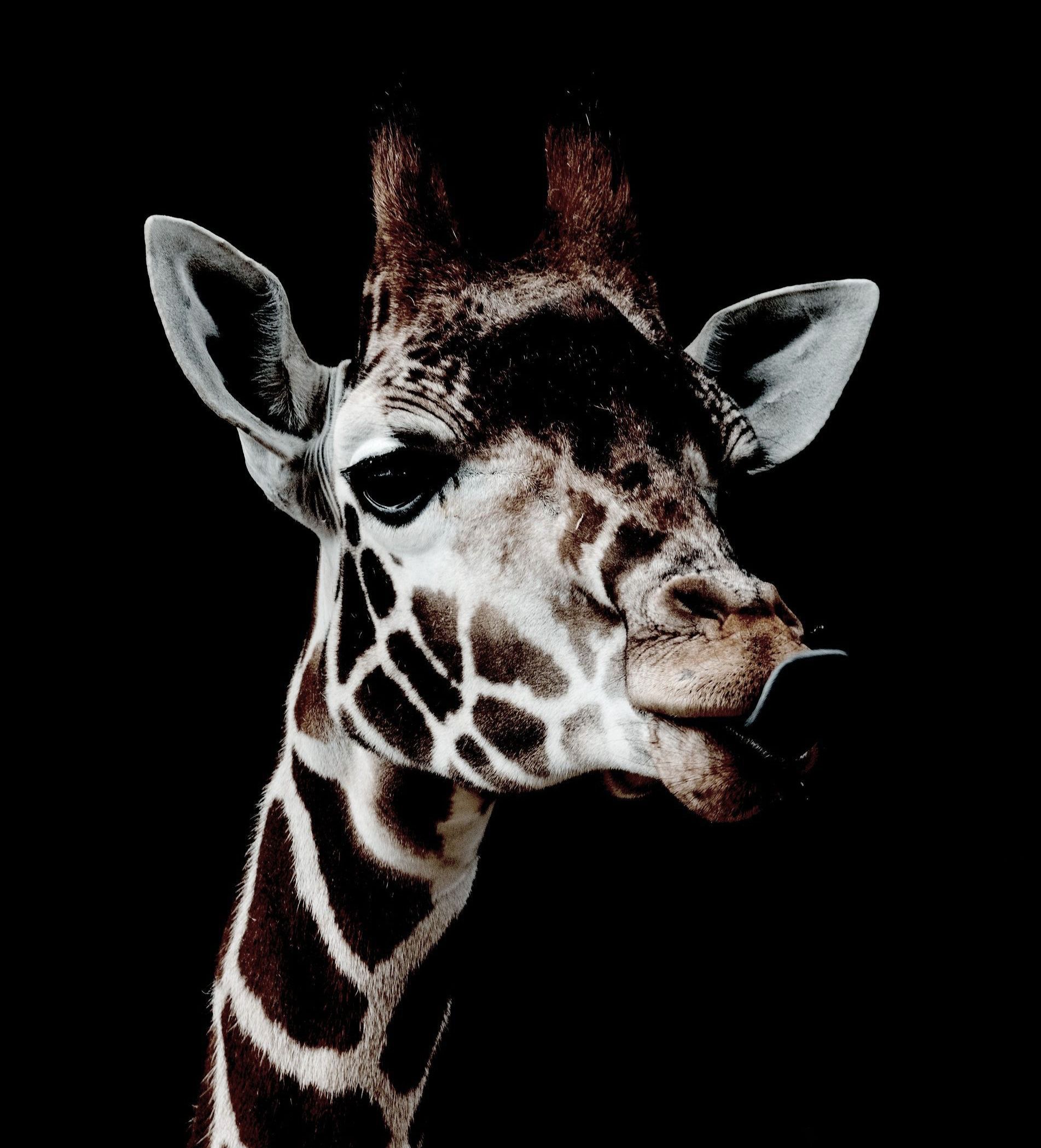 A close up of a giraffe 's head on a black background.