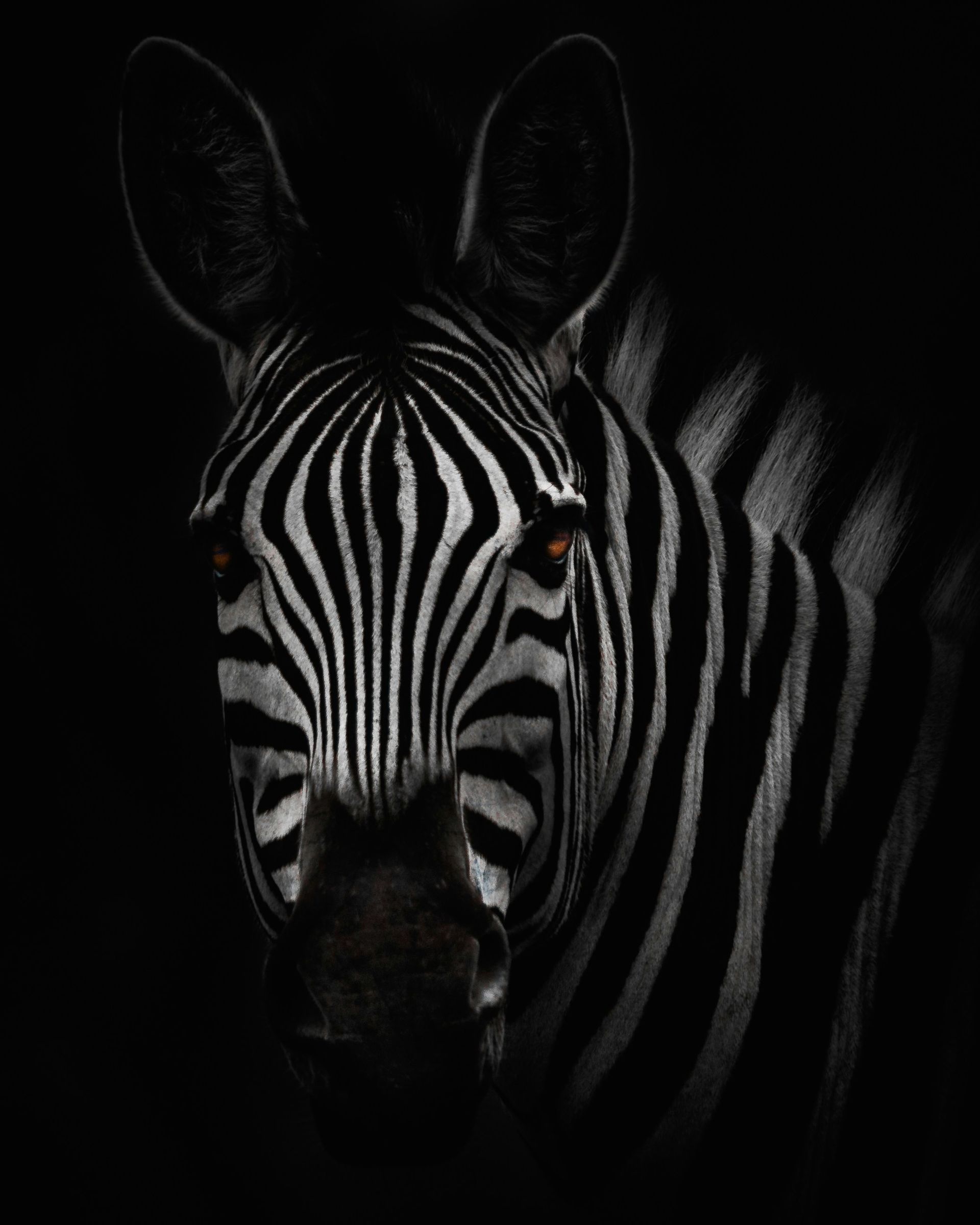 A black and white photo of a zebra 's face in the dark.