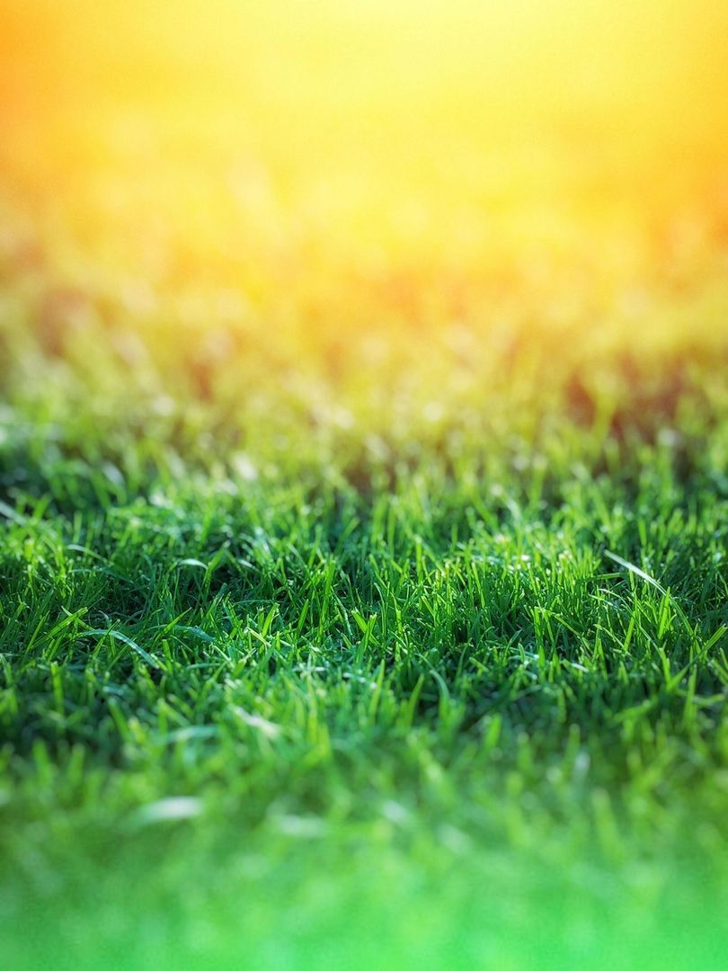 A close up of a field of green grass with the sun shining through it.