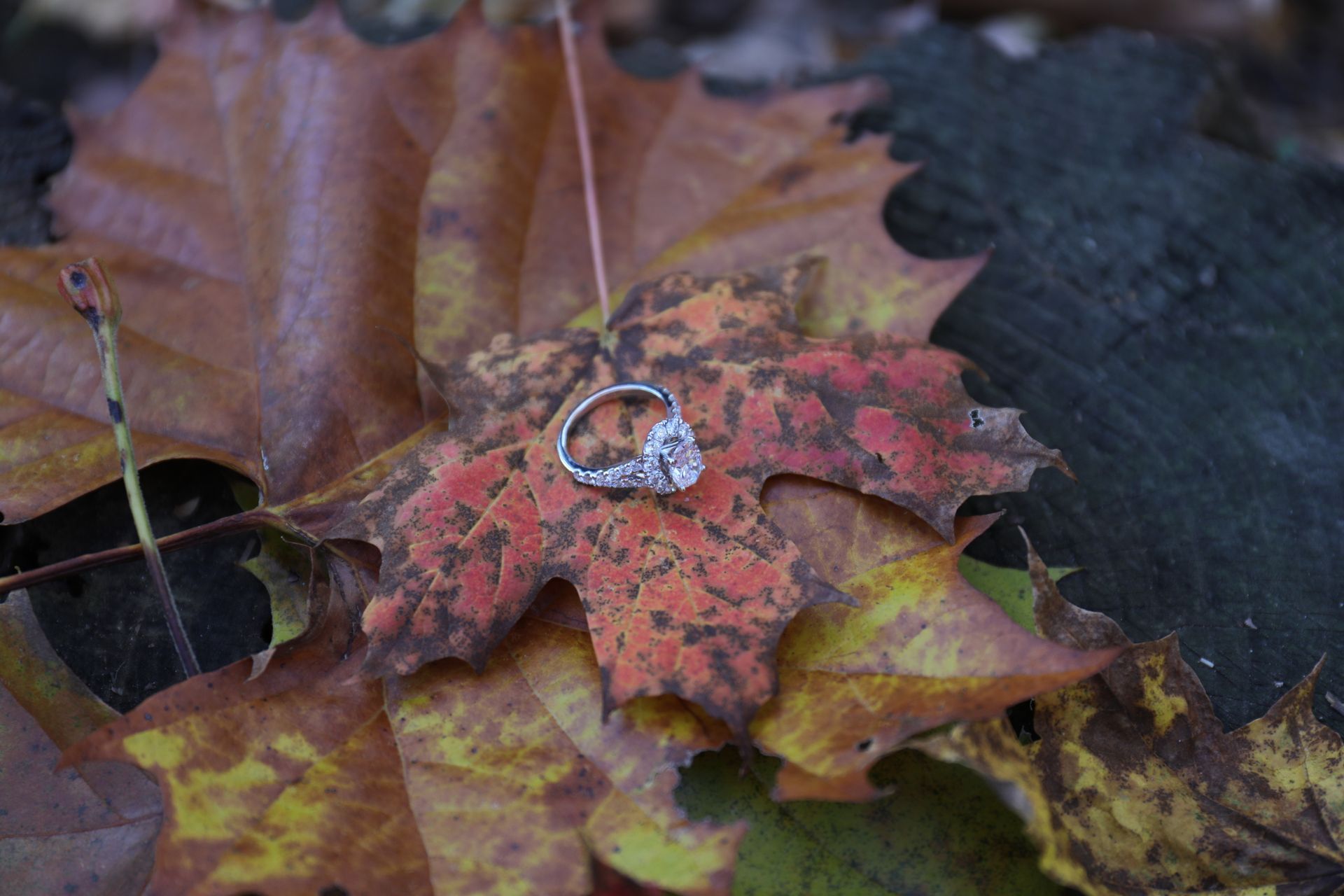 An engagement ring is sitting on top of a maple leaf.