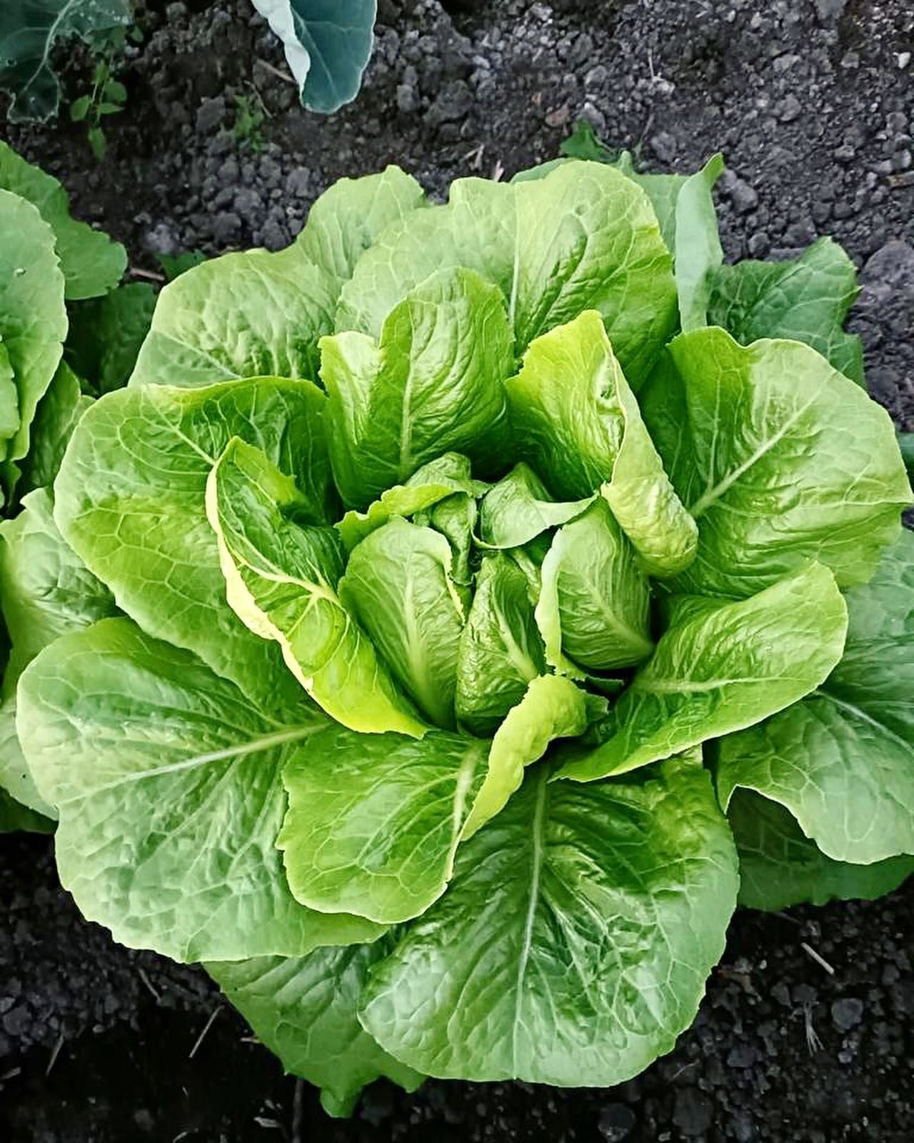 I sapori dell'ortofrutta da Giuseppe