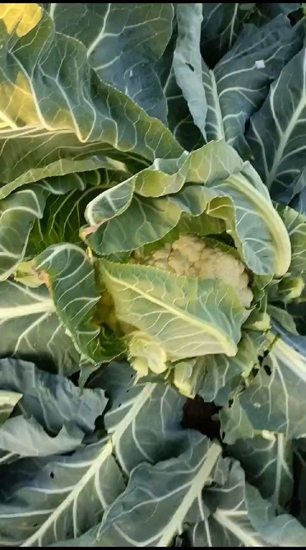 I sapori dell'ortofrutta da Giuseppe