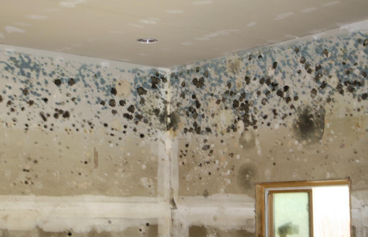 Mold spreading across the upper walls and ceiling of a room near a doorway