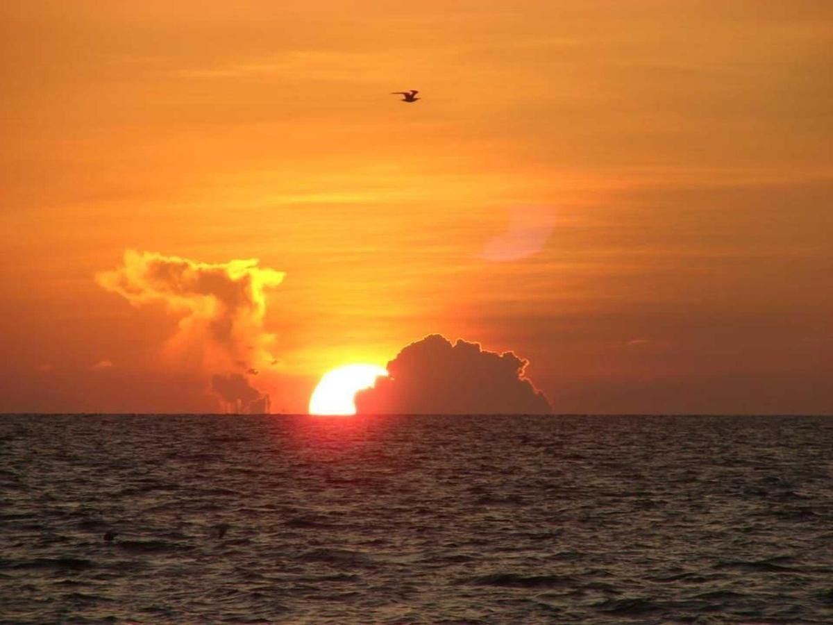 A bird is flying over the ocean at sunset.