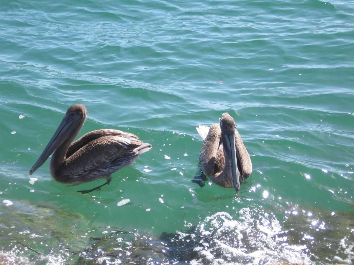 Two pelicans are swimming in a body of water