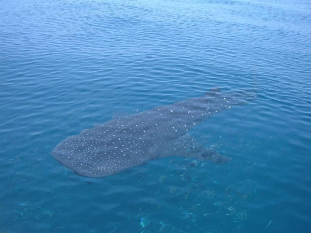A large whale shark is swimming in the ocean.
