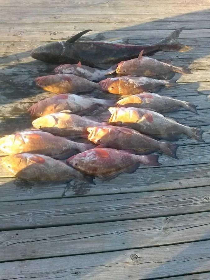 A bunch of fish are laying on a wooden deck.