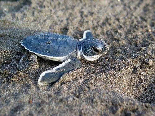 A baby sea turtle is crawling on the sand on the beach.