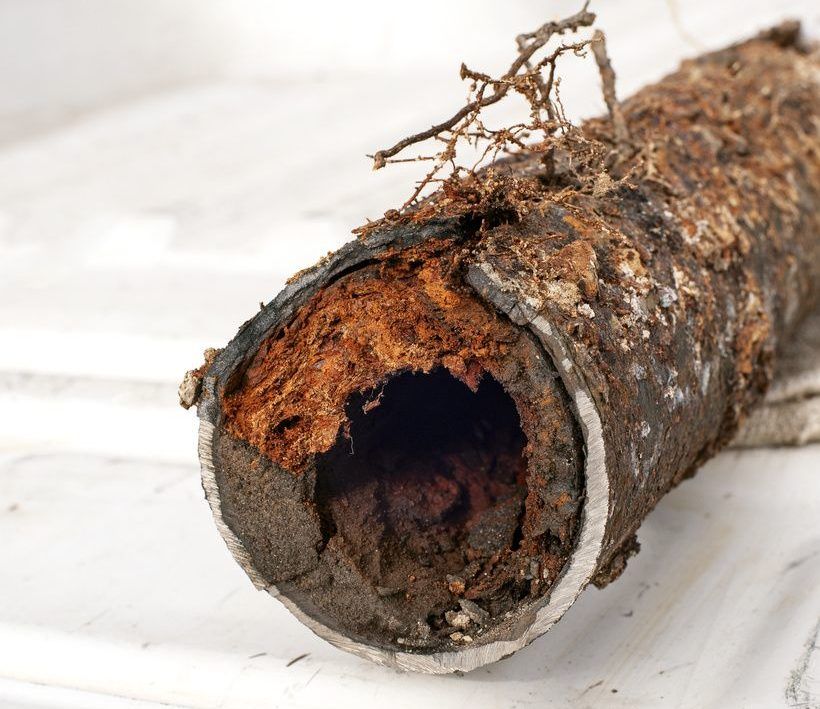 A close up of a rusty pipe with roots coming out of it.