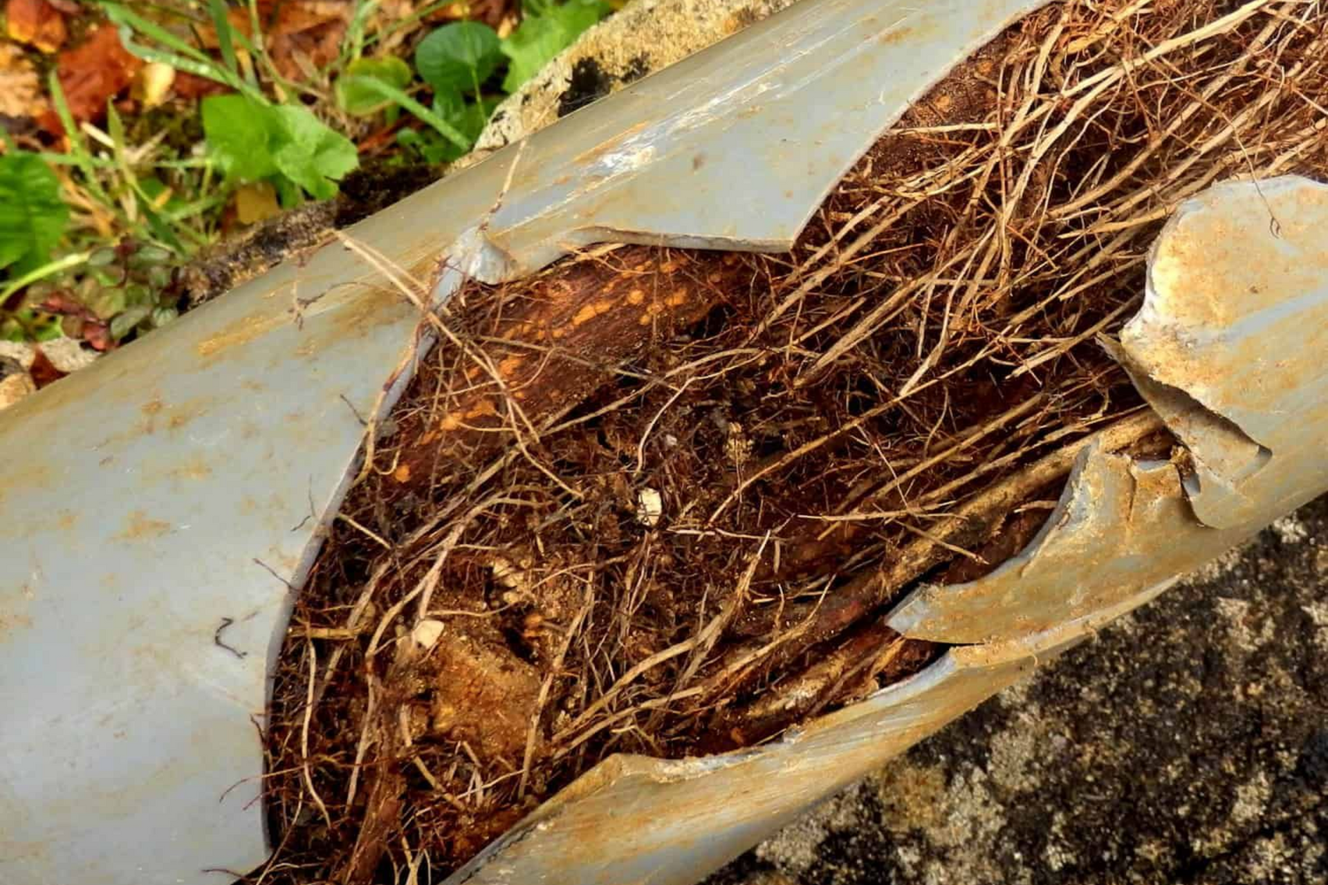 Broken pipe filled with tree roots. Brown roots and dirt inside, gray pipe outside.