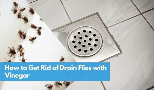 Quick, cheap and easy way to get rid of drain flies
