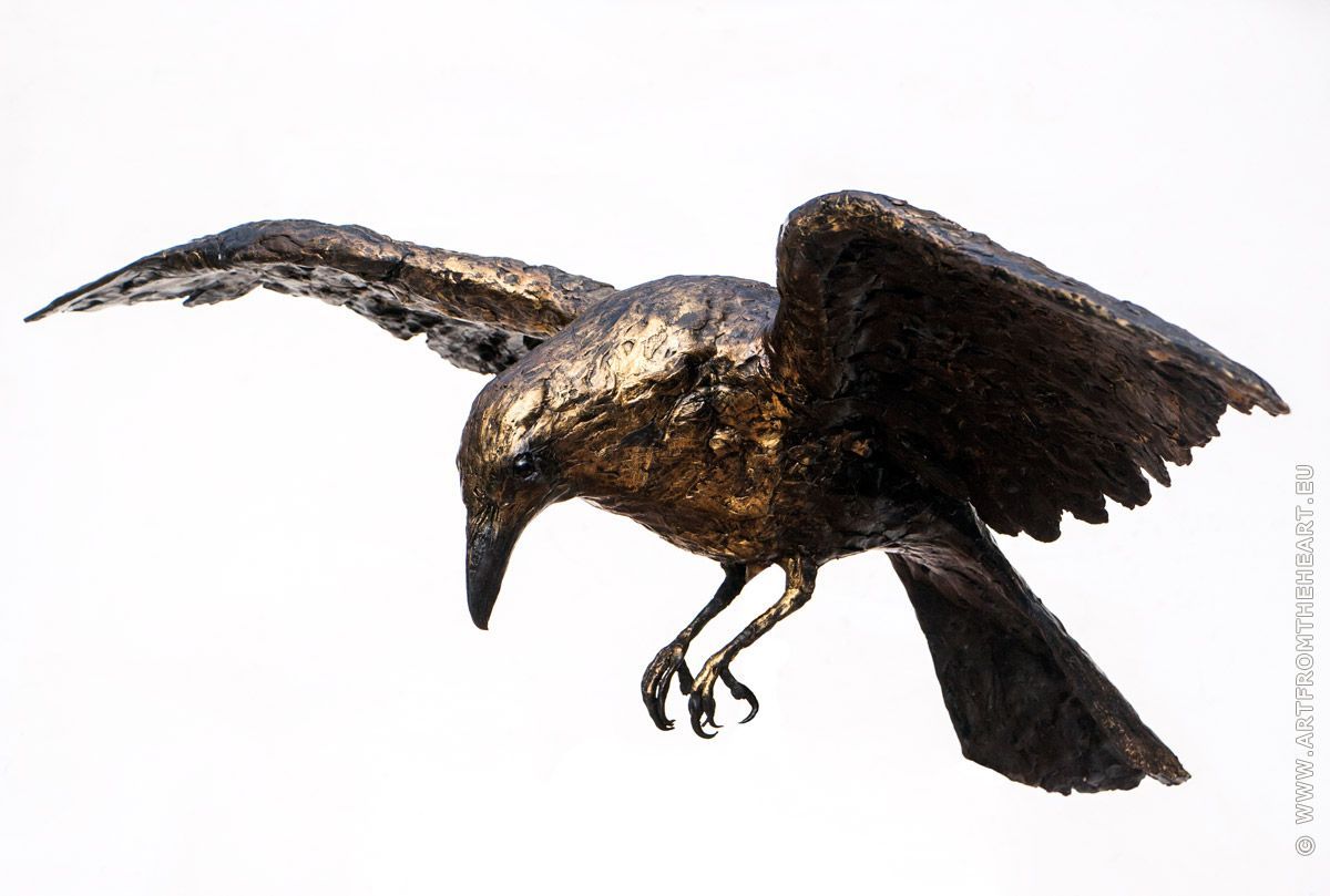 Noorse raaf 1 in was, dalend, schuin van voren gezien