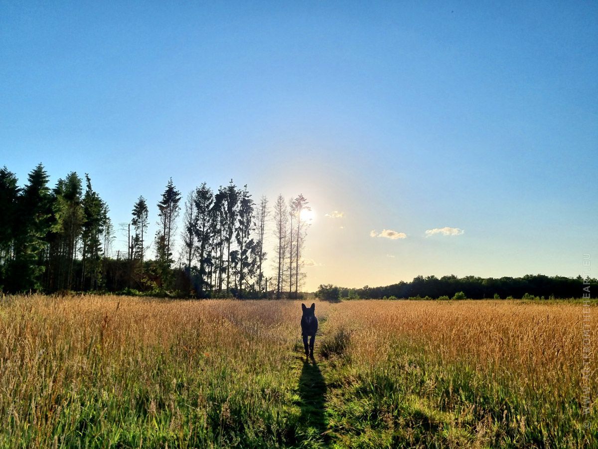 Mees in een weids landschap