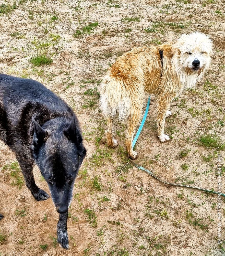 Vriendinnetje Roosje