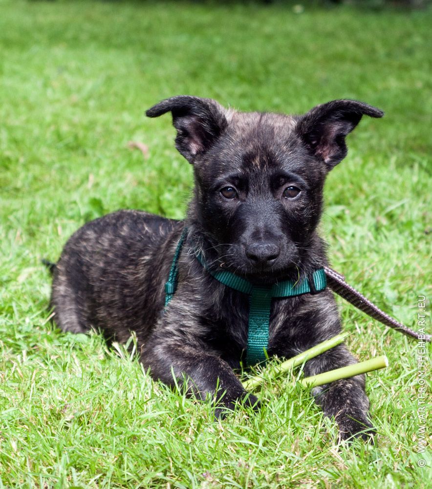 Puppy Mees in het gras