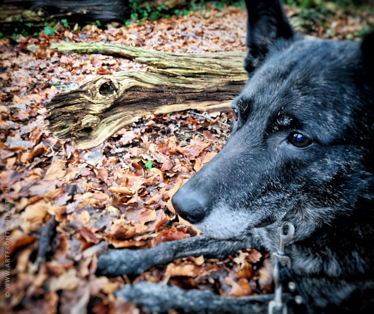 Mees en een sprokkel