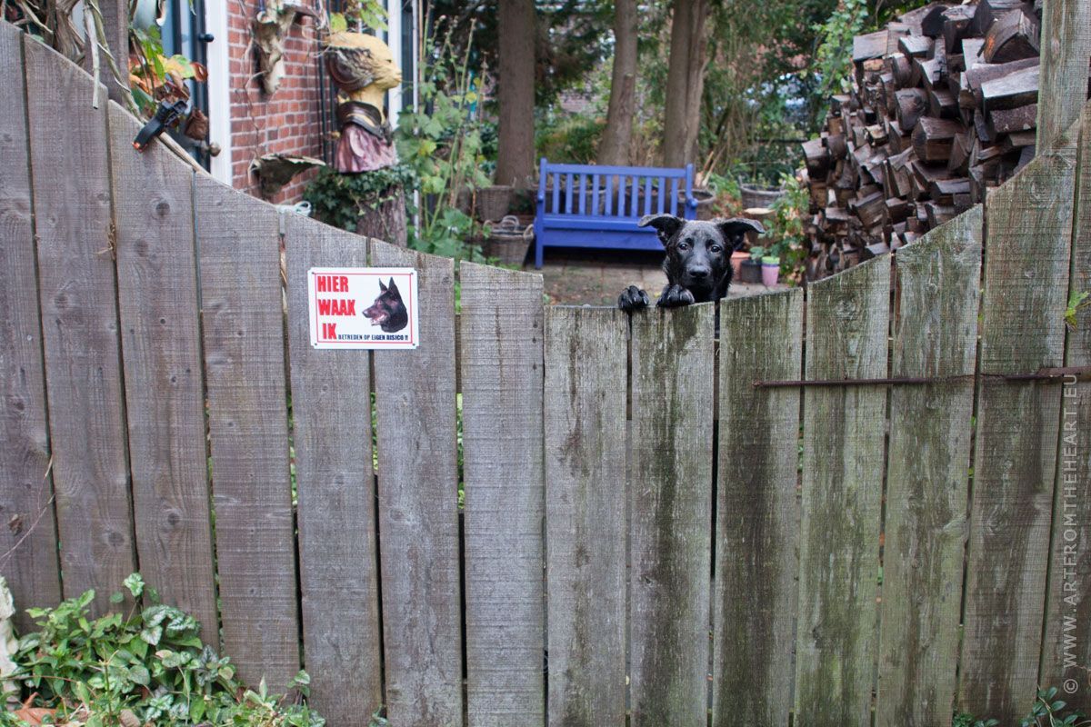 Mees gluurt over het hek