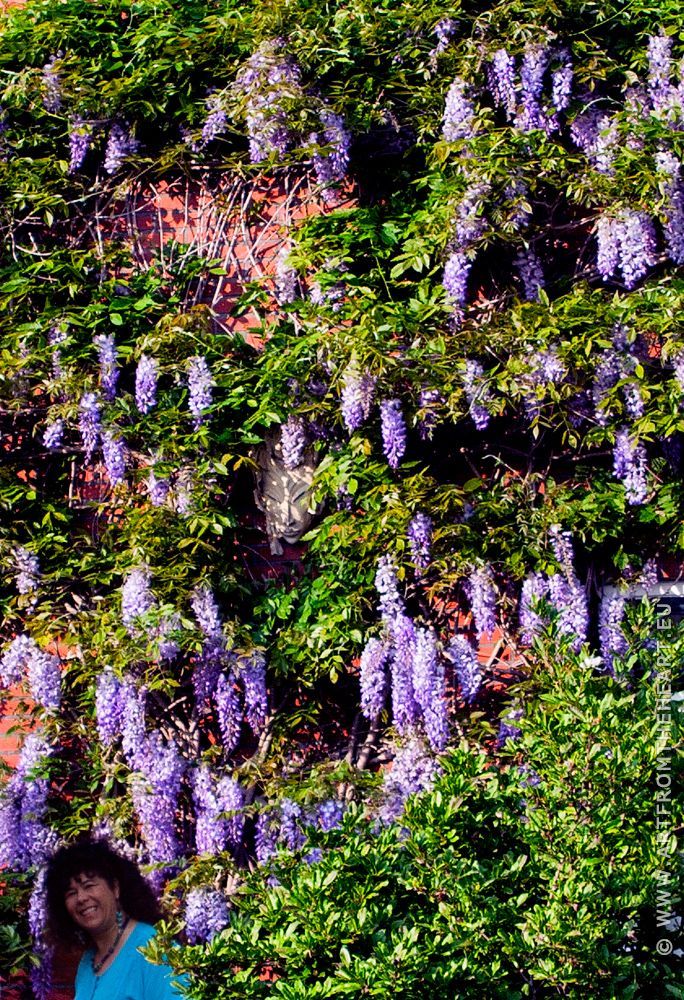 Rosita onder de blauwe regen