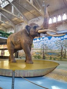 Waldelefand , Ausstellung Pfännerhall Braunsbedra