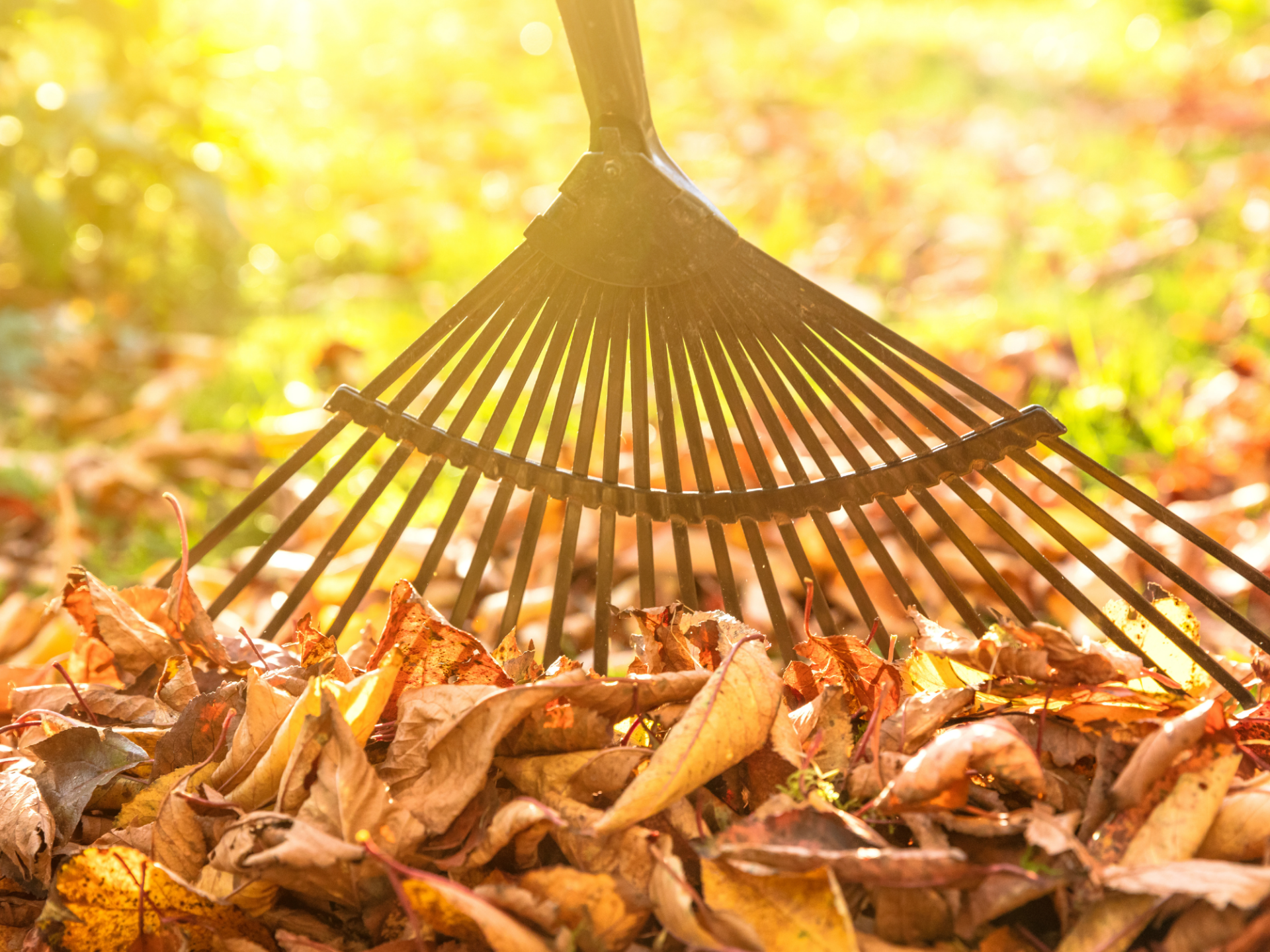 Sotack Landscapes, fall clean up