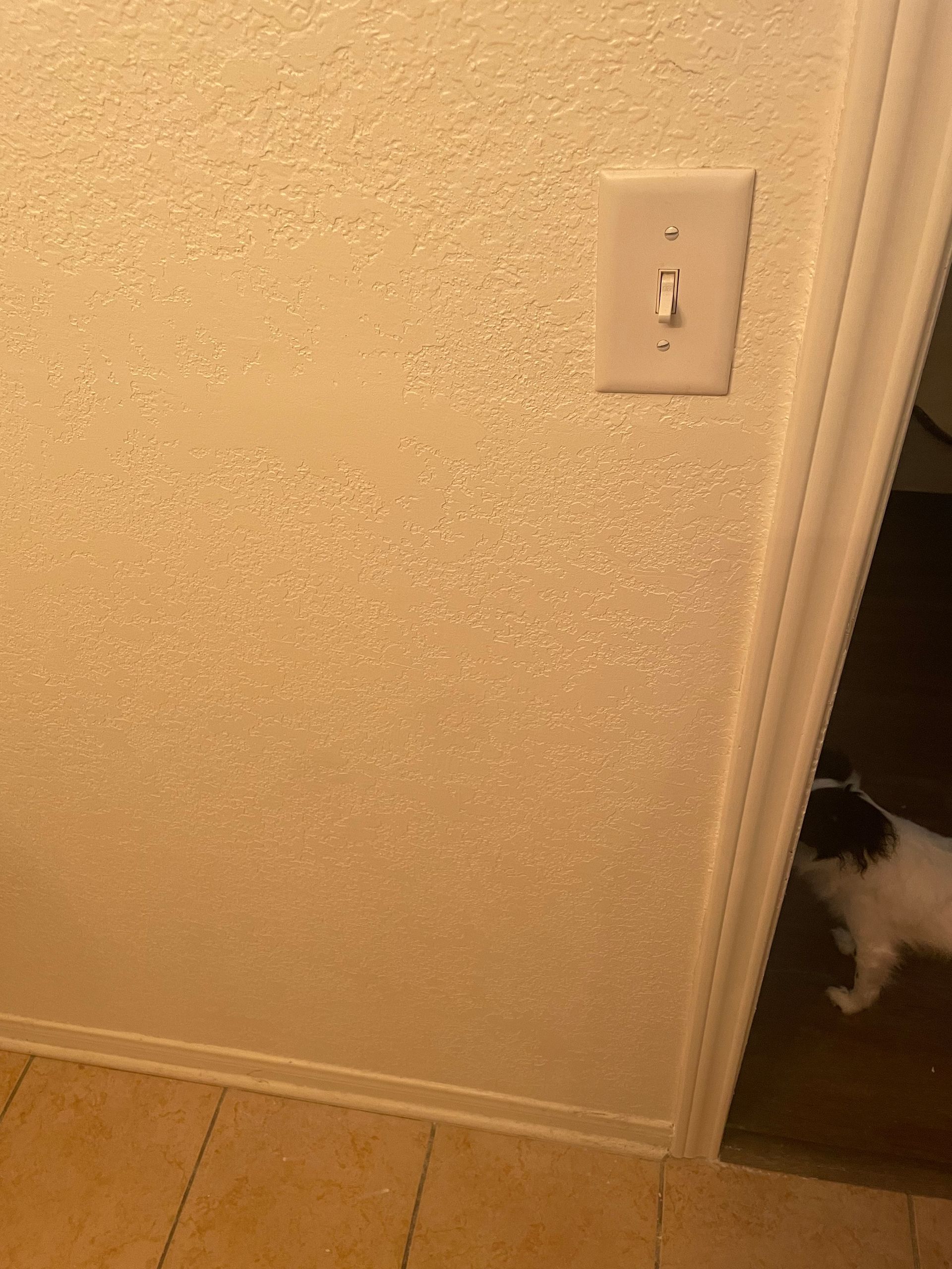 A white cat peeks from behind a doorway, near a light switch on a textured beige wall.