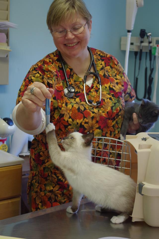 Female veterinarian medical doctor with cat