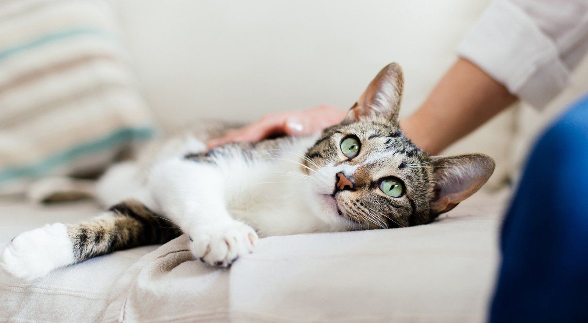 Female veterinarian medical doctor with cat