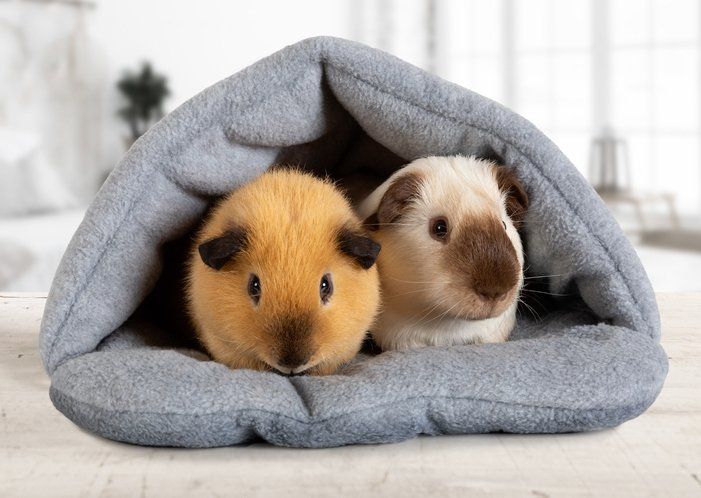 Domestic guinea pigs in their house