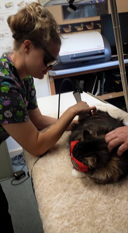 Female veterinarian medical doctor with cat