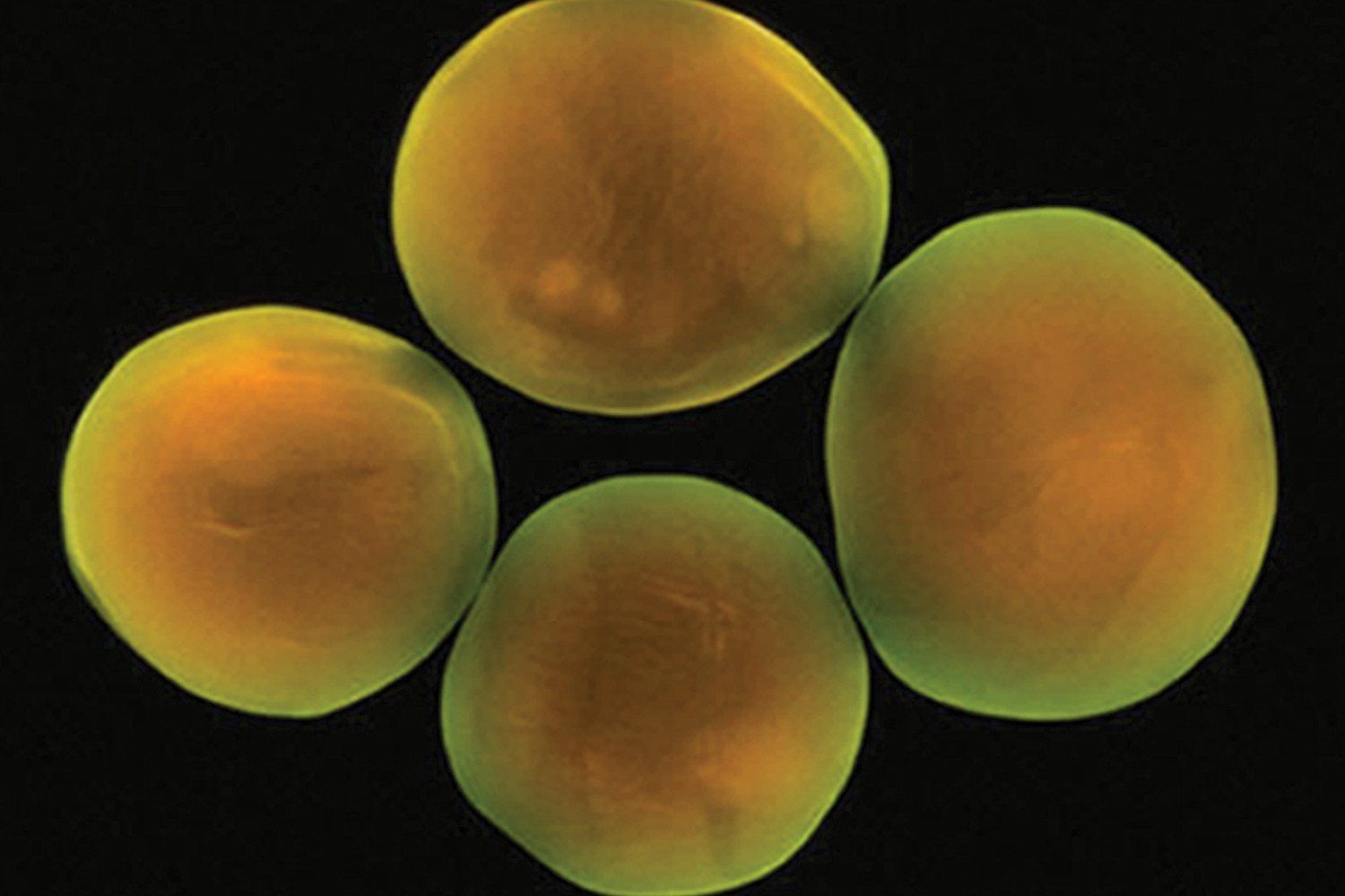 Cryptosporidium — Orlando, FL — Florida Pure Water Solutions