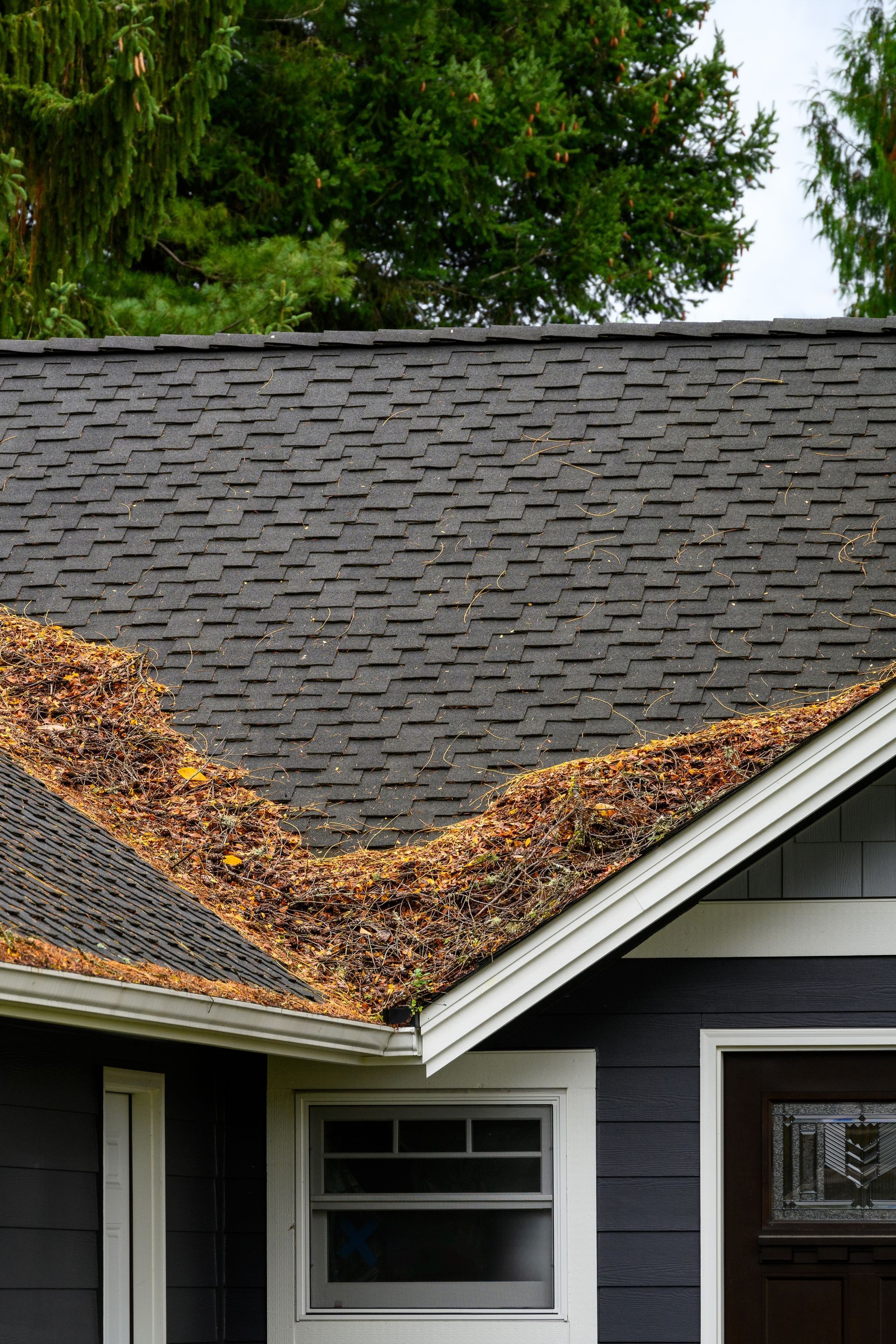 Tree debris collected in the valley of an asphalt shingle roof