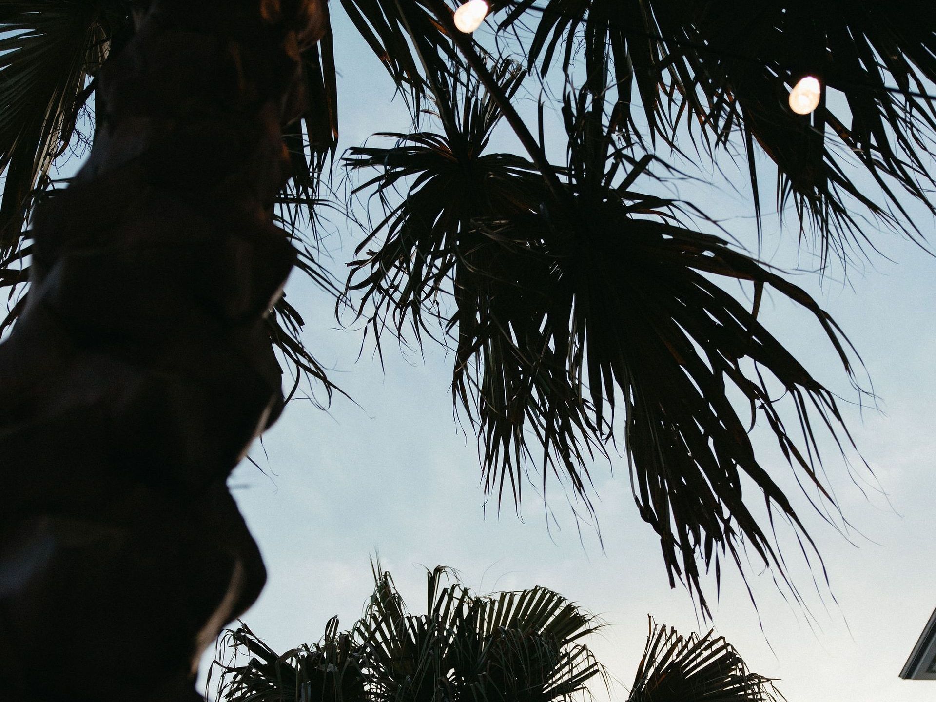 Looking up at a palm tree against a blue sky