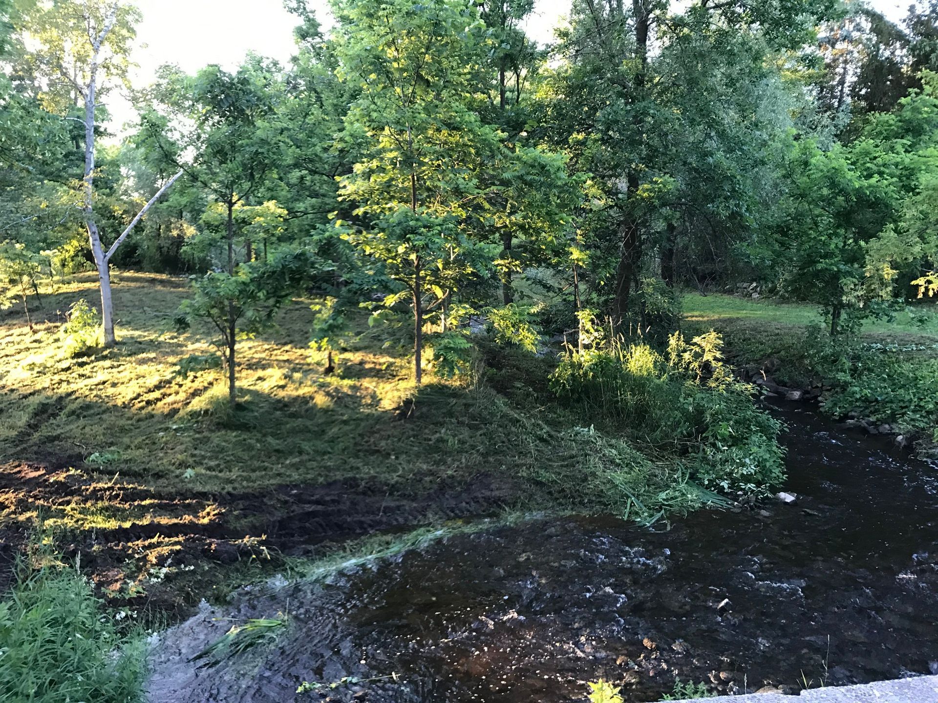 Trees line a waterway. Sunlight shines on the green foliage, illuminating the shaded ground.