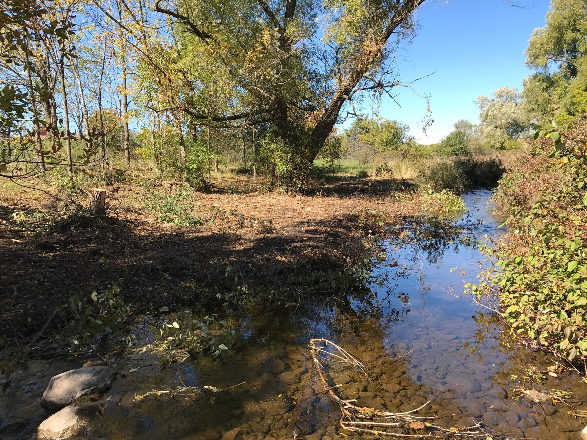 A creek with a shopping cart submerged in shallow water under trees.