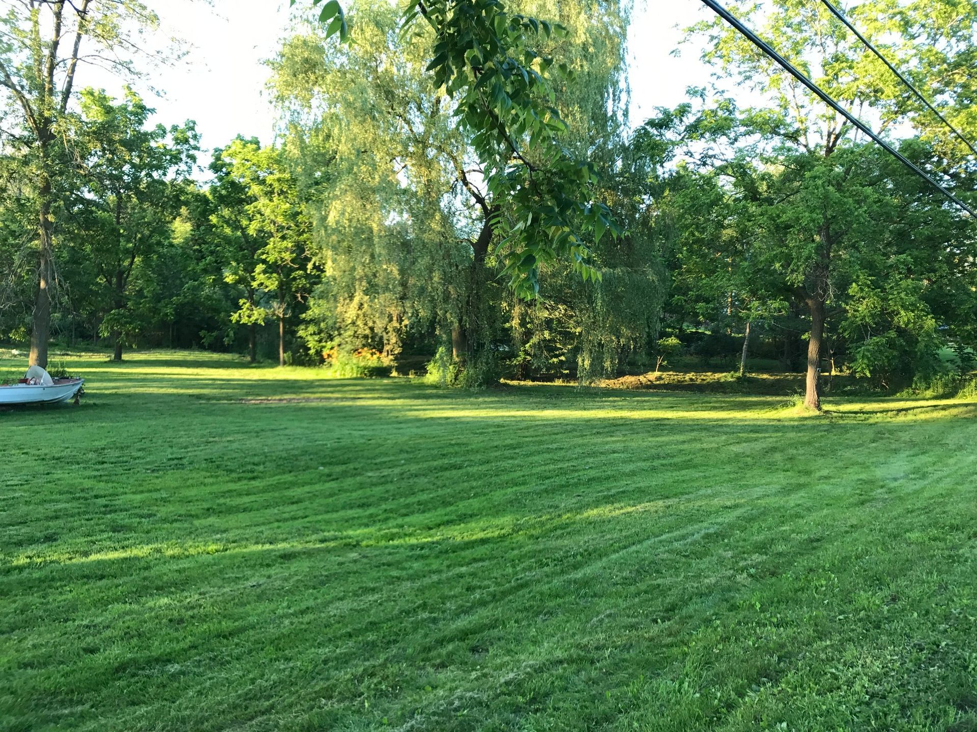Green lawn with freshly mowed stripes, surrounded by trees in a sunny yard.