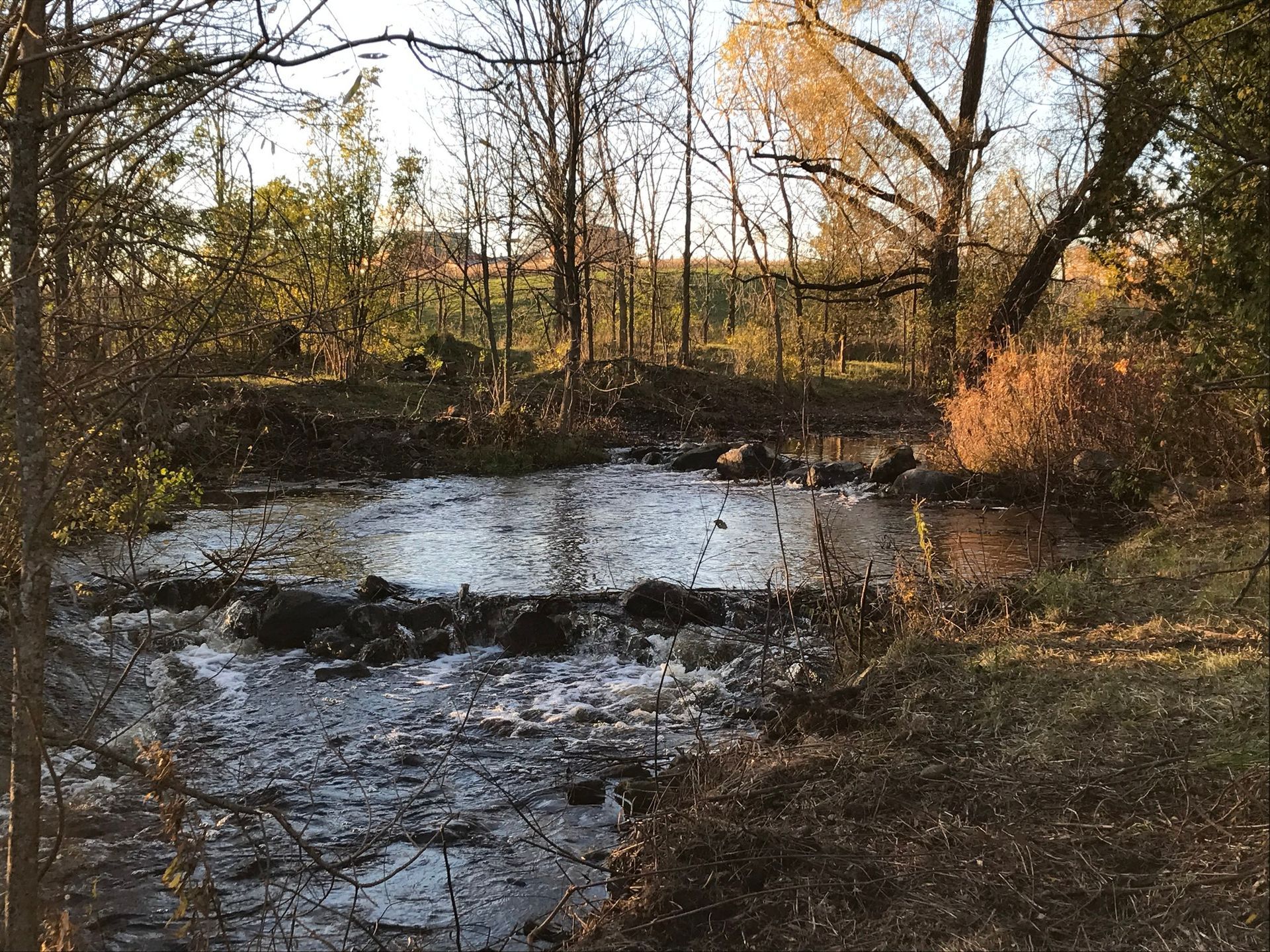 A murky stream flows through a forest with trees and brush, sunlight glows on right.