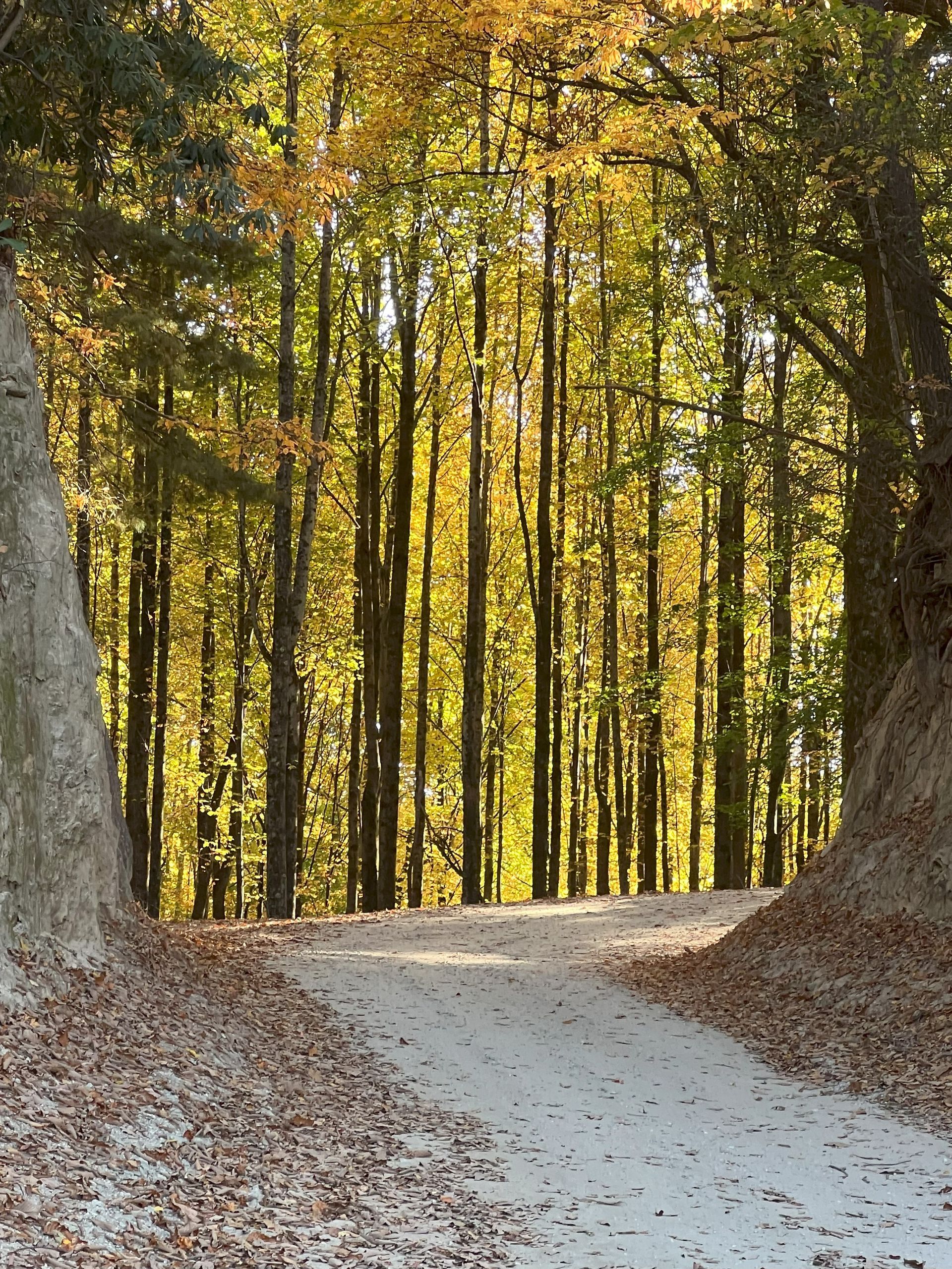 A path through a forest, fall colors. Sunlight shines through tall trees, autumn leaves on ground.